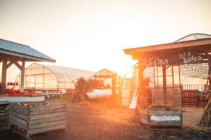 Greenhouse at Greg's U-Pick Farm