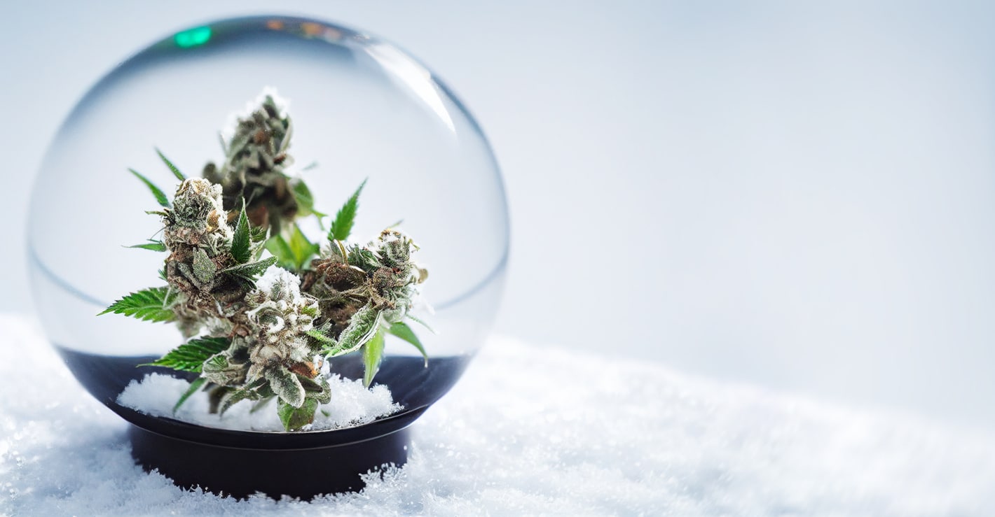 Christmas cannabis banner. Christmas and New Year template background with hemp marijuana buds in a glass snow globe with snowflakes and snow. Christmas card or poster with copy space for text