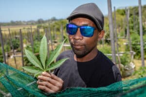 Close-up image of a Black farm worker carefully inspecting a healthy, well-shaped cannabis leaf. Image represents legal cannabis cultivation, quality control, agricultural labor, and hands-on plant care