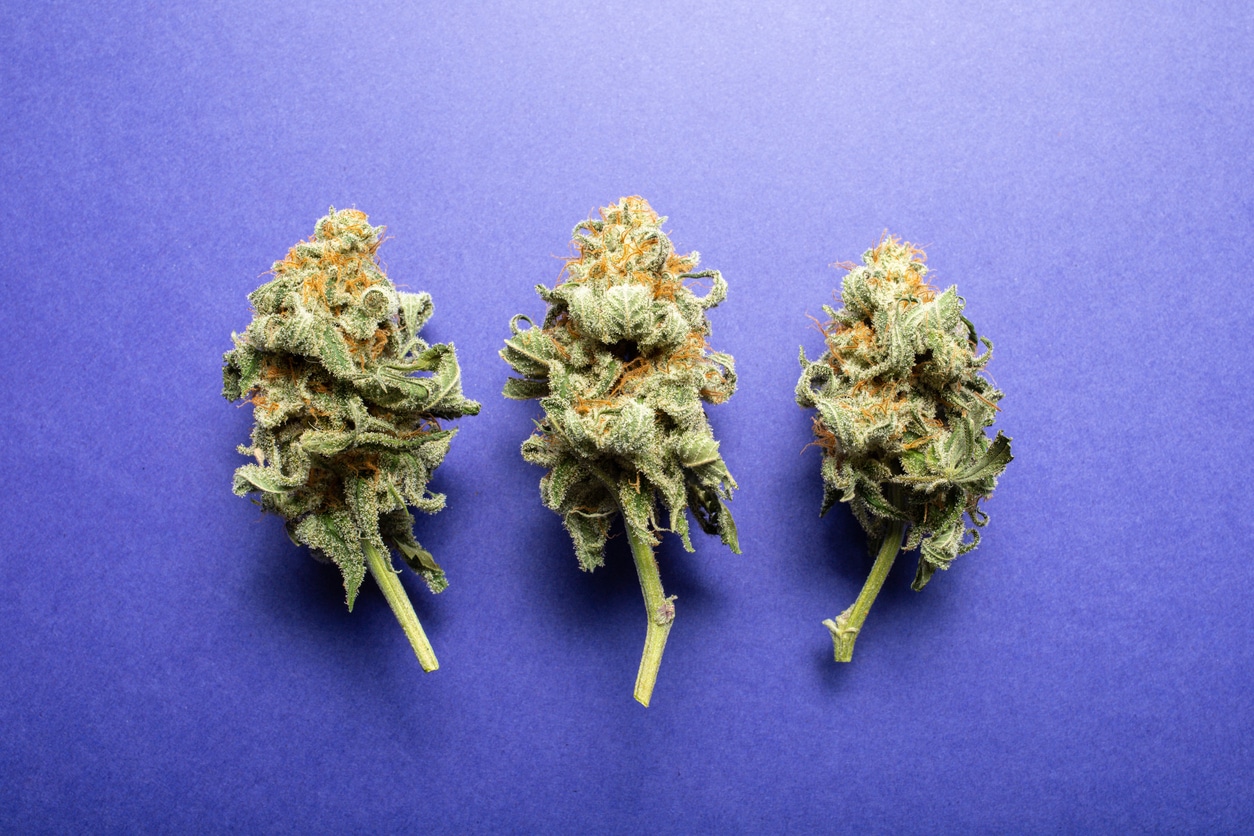 Dried Cannabis Flowers on Purple Background