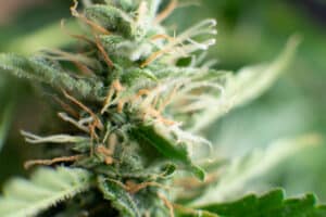 Indica and Sativa medical universities Cannabis bud. buds grown cannabis in the house. Concepts of legalizing herbs weed. Macro shot with sugar trichomes. medicinal marijuana cbd thc.