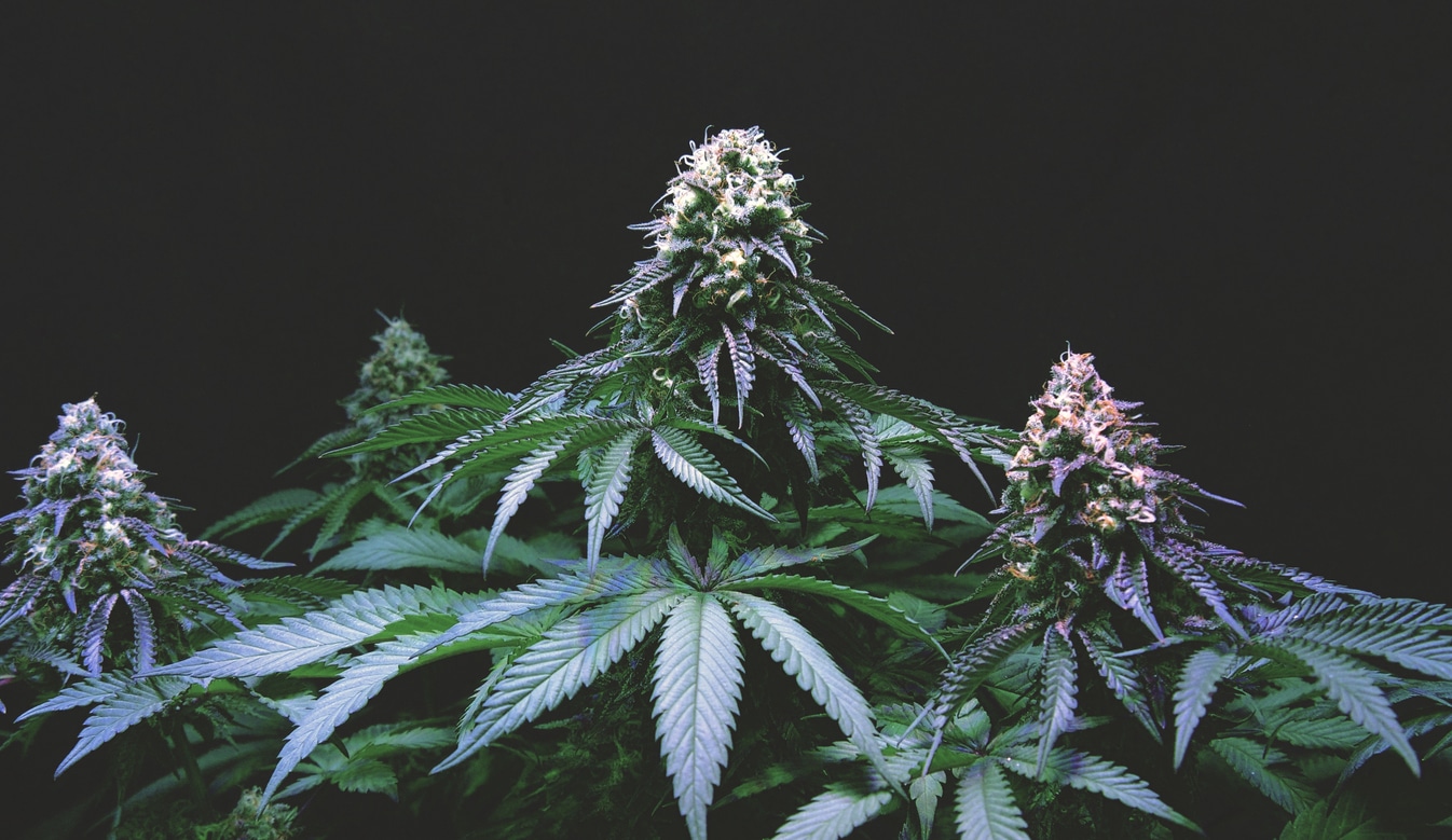 A cannabis flower.