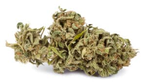 A Cannabis bud that had been grown by hydroponic process, isolated on white background.