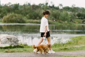 Poodle running with its owner in the park