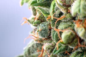 cannabis trichomes macro photo of plant marijuana bud health, cultivation of hybrid varieties of Indica and Sativa medical universities